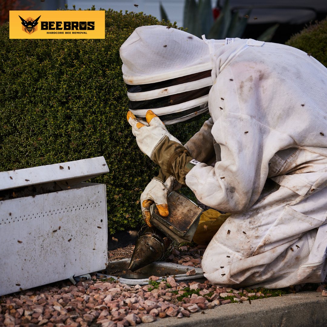 A technician safely relocating a colony of bees